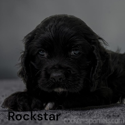 puppy, for, sale, Cocker Spaniel, Joe & Cherri  Overlease, dog, breeder, Miller, MO, dog-breeder, puppy-for-sale, forsale, nearby, find, puppyfind, locator, puppylocator, aca